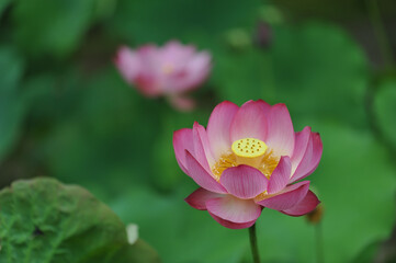 lotus flowers in the garden at Toshodai-ji temple