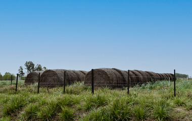 siembre en campo de trigo con cielo con nubes