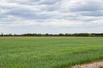 siembre en campo de trigo con cielo con nubes