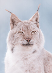 lynx in the snow