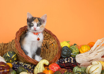 Calico kitten peeking out of a cornucopia basket filled over flowing with gourds, pumpkins, squash and indian corn on orange background. - Powered by Adobe