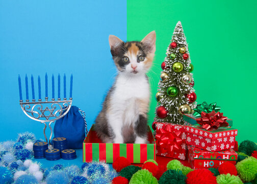 Adorable calico kitten sitting between Hanukkah menorah with blue candles next to Christmas tree with presents. Many multi faith families celebrate both Xmas and Hanukkah. Chrismukkah.