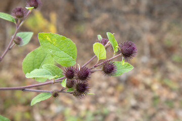 Purple burdock plant in a sunny field in autumn, nobody