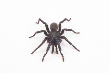 big brown spider Heteropoda venatoria isolated on white background.