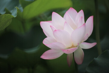 the Close up of a lotus flower in a pond , China