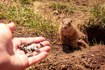 Ground squirrel, girl feeding a prairie dog sunflower seeds from a hand, Muran, Slovakia