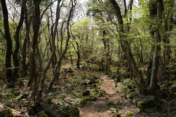 fascinating path in spring forest