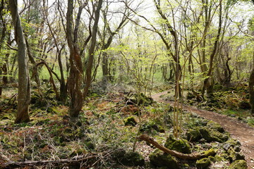 fascinating path in spring forest