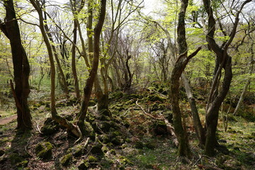 mossy rocks and old trees in spring forest