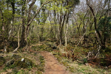 spring path through thick wild forest