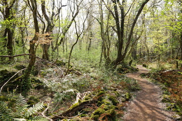 spring path through thick wild forest