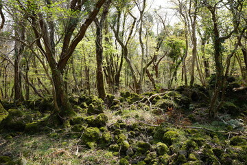 mossy rocks and old trees in spring forest