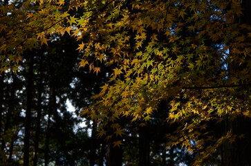 autumn leaves in the park