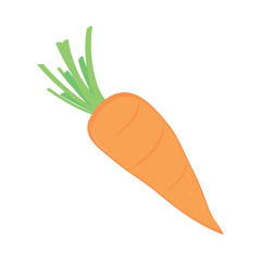 carrot vegetable food