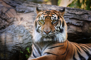 Beautiful Sumatran tiger of the wild