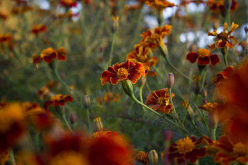 Red marigold flowers in fall seasonal.