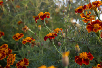 Red marigold flowers in fall seasonal.