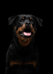 Rottweiler on a black background. Handsome black dog on dark