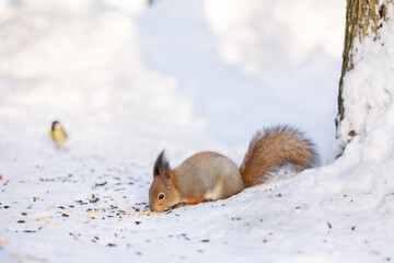 Naklejka na ściany i meble Squirrel sits in snow and eats nuts in winter snowy park. Winter color of animal