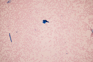Fototapeta premium Tissue of Blood human, Vein human, Artery human and Heart muscle human under the microscope in Lab.