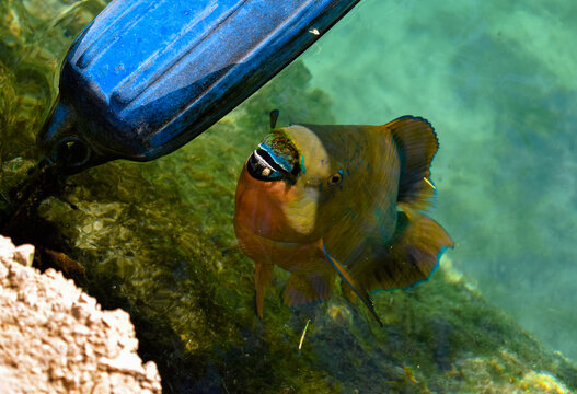 Photography of Scarus guacamaia. Fish. Aquamarine. Happy. Smiling. Large eyes. Multicolored. Scales
