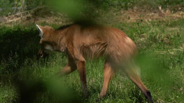 Maned Wolf - Lobo Guara. Largest canid in South America, weight between 20 and 30 kg, and reaches up to 90 cm at the withers.