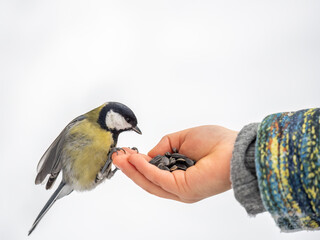 The Great tit eats seeds from a palm of little boy. Hungry bird Great tit eating seeds from a hand during autumn