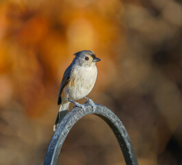 tufted titmouse standing on garden fence in autumn