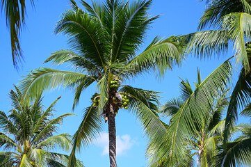 Obraz premium coconut trees on beach, natural background