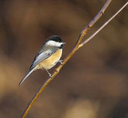 Obraz premium black capped chickadee bird standing on the tree branch