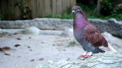 a dove is standing on a cement stone
