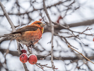 Red Crossbill male sitting on the tree branch and eats wild apple berries. Crossbill bird eats berries.