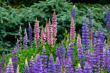 Closeup of colorful blue, purple, and pink lupine wildflowers blooming, as a nature background
