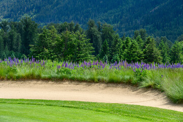 Sand trap on a lush green golf course, wildflowers blooming and evergreen trees in background
