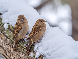 Two Sparrows sits on a branch without leaves.