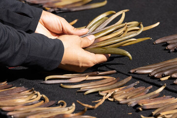 Drying Bourbon Vanilla by sunlight after harvesting before baked dried in a pine box for a fragrant...