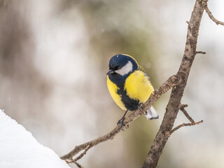 Cute bird Great tit, songbird sitting on a branch without leaves in the autumn or winter.