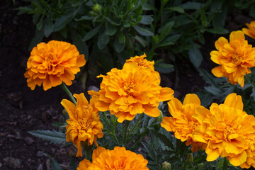 Colourful Marigolds in a Garden