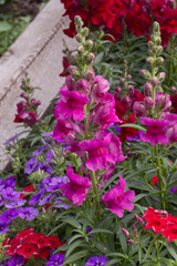 Snapdragons in a Summer Garden