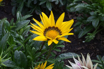 Colourful Flowers in a Garden