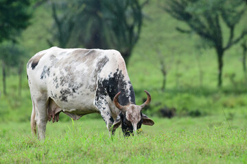 View of a cow grazing on a grass field