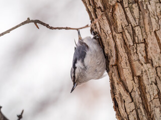 Eurasian nuthatch or wood nuthatch, lat. Sitta europaea, sitting on a tree trunk with snow in winter