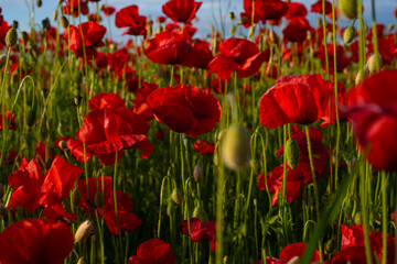 Fototapeta premium Flowers poppies blossom on wild field. Poppies for remembrance day, anzac day. Red Poppy flowers for remembrance day. Spring meadow with flowers.