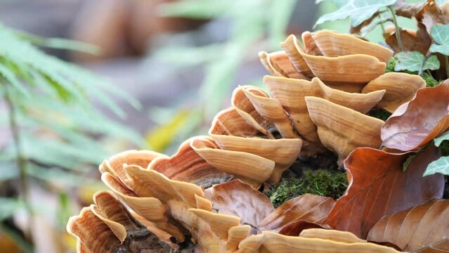 Brown Polypores, Tree Mushrooms, Grow on a Moss Covered Tree Trunk in a Beautiful Autumn Forest