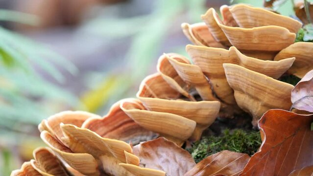 Brown Polypores, Tree Mushrooms, Grow on a Moss Covered Tree Trunk in the Forest During Autumn