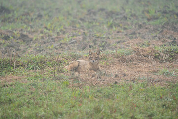 Golden Jackal in Field