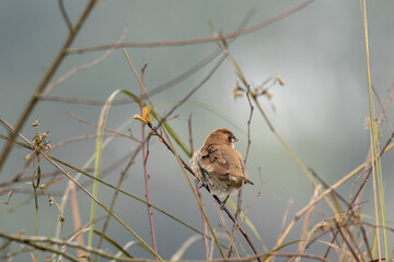 Scaly Breasted Munia