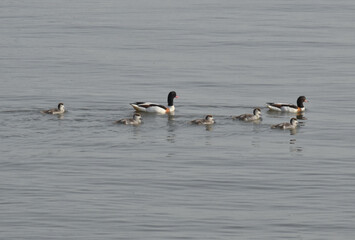 Ducks and their chicks. Tadornes de Belon © Didier San Martin