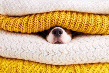A wet black dog nose inside a stack of warm knitted clothes. The concept of home heating, cold...
