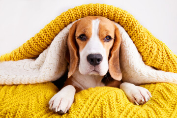 A beagle dog is lying on the bed under knitted blankets. Home environment, preparation for cold...